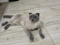 9 Aylık Scottish Fold