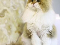 Ücretsiz Kısır british longhair