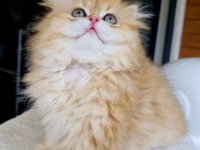 Safkan Bebek BLH British Longhair