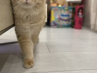 1,5 yaşında full şecereli british longhair