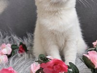 Muhteşem Kalite Sıfır Kulak Scottish Fold