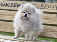 Teacup pomeranian boo