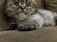 Tatlı yavrularımız scottish fold