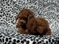 Show kalite Tea cup kore poodle yavrumuz