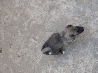 Soylu Safkan Erkek Kangal Yavrusu