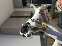 YENİ AİLESİNİ BEKLİYOR JACK RUSSELL TERRİER