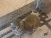 45 günlük bebek kediler