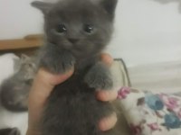 Russian blue yavruları