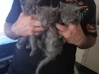 British shorthair