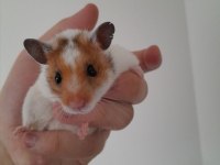 minik hamsterlar çok tatlı
