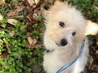 Terrier Yavrumuza Yeni Yuva Arıyoruz