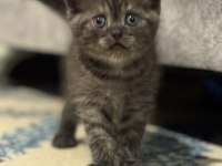 1.5 aylık british shorthair