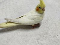 sultan papağanı lutino 4 aylık