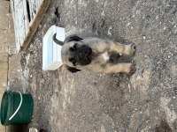40 günlük sağlıklı yavru köpekler