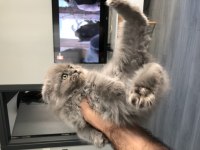 2 Aylık Scottish Longhair