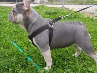 Lilac tan quad french bulldog