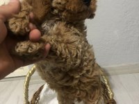 Poodle yavrumuz yeni yuvasını bekliyor