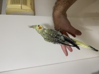Bayram Şekeri Jumbo Erkek Sultan Papağanı