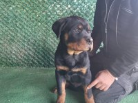 FCI Şecereli Rottweiler