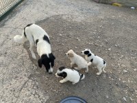 Ücretsiz 2 Aylık Border Collie Ve Pointer Yavrusu