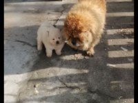 Chow cohw çin aslanı erkek dişi ve yavru