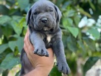 Safkan Cane Corso