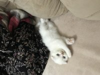 Oyuncu safkan scottish fold yavrularım