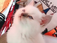 Kibar suratlı british shorthair kızım