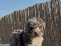 Safkan Labradoodle bebekler