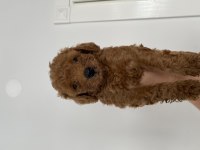 50 günlük Toy Poodle bebekler