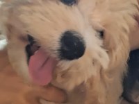 4 aylık maltipoo