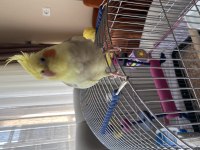 Tatlı mı tatlı Sultan Papağanı