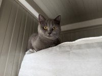 Acil Karneli British Shorthair