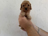 Mükemmel sağlıklı toy poodle yavruları dişi erkek