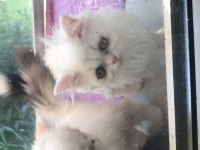 Sevimli Exotic Shorthair yavru