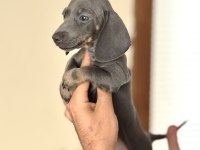 MİNİ BOY ÖZEL DACHSHUND BEBEĞİMİZ AŞILI GARANTİLİ