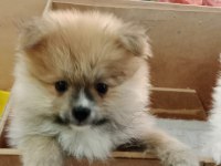Pomeranian köpeği yavrularımız