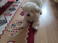 6 aylık erkek köpeğimiz