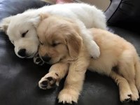 Sağlık ve ırk garantili oyuncu golden retriever köpekler