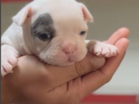 french bulldog merle bebekler
