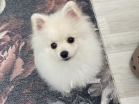 3 aylık pomeranian