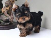 Mini minnak yorkshire terrier yavrular