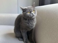 Gri British shorthair cinsi kedimize yeni yuva arıyoruz