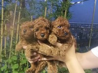 Kore poodle yavrular