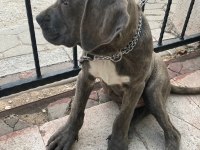 Cane corso blue renk bir dişi ve bir erkek