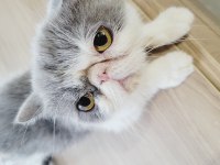 Laydy exotic shorthair kızım