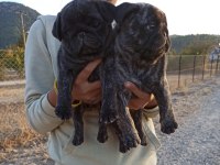 Safkan pug
