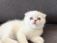 Teslime Hazır Mükemmel Bir Scottish Fold