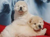 ÇİN ASLANI YAVRULARIMIZ (CHOW CHOW)
