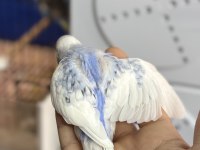 YENİ YEME DÜŞMÜŞ ALIŞTIRMALIK İRİ ÇEK MUHABBET YAVRULAR